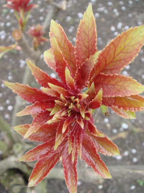 Sambucus racemosa 'Plumosa Aurea' jeune feuille P18 P22